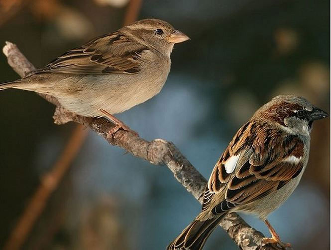 Chim sẻ đã tiến hóa như thế nào trong xã hội loài người?