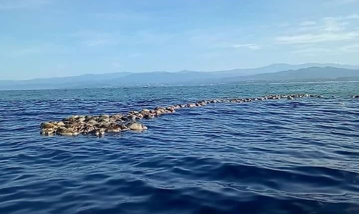 Phát hiện hàng trăm rùa biển Golfinas chết trôi tại bờ biển Mexico