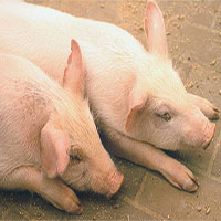 Dịch tả lợn ở Trung Quốc có thể lây lan sang các nước khác