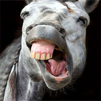Dù chẳng bao giờ đánh răng nhưng bạn có nghe thấy loài động vật bị sâu răng chưa?