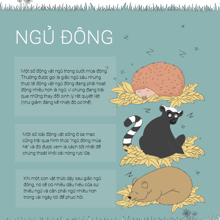 Thói quen ngủ kì dị của các loài động vật