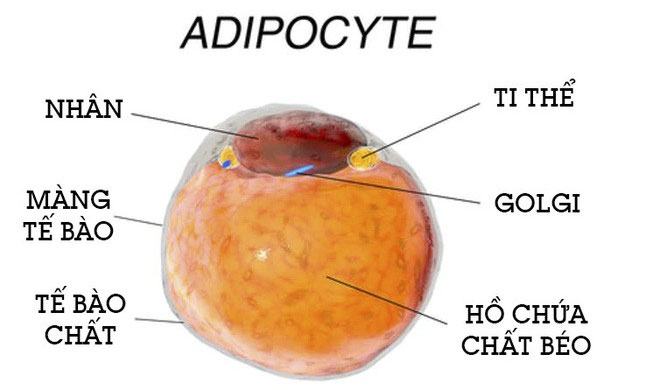 Các nhà khoa học phát hiện tế bào ung thư thích chất béo