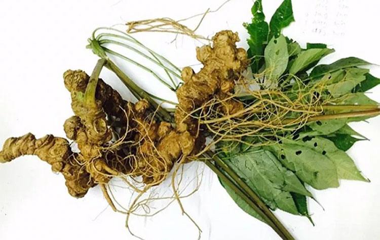 4 loại nhân sâm nổi tiếng trên thế giới