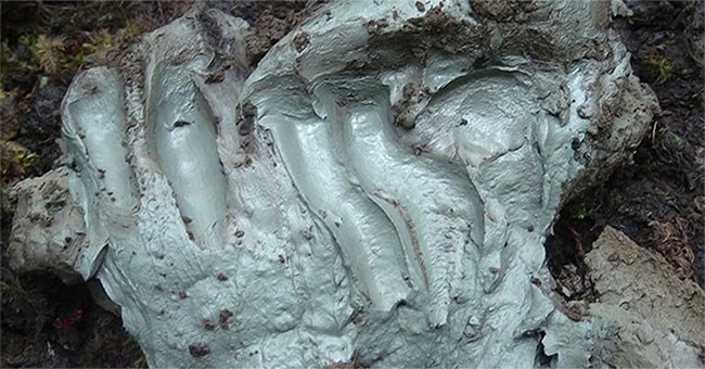 Bất ngờ với nguyên liệu gần gũi này lại có thể chống vi khuẩn kháng kháng sinh