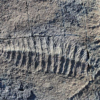 Phát hiện hóa thạch loài thú răng chạm có niên đại 16.000 năm tại Uruguay