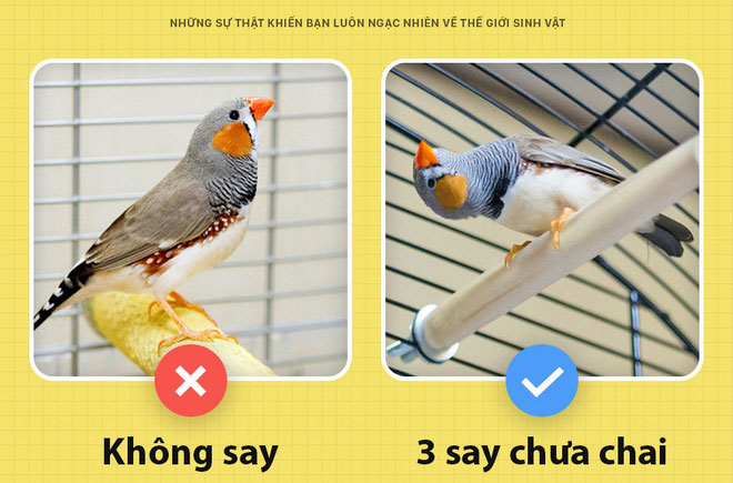 Những sự thật khiến bạn luôn ngạc nhiên về thế giới sinh vật