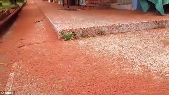 Những sự thật khiến bạn luôn ngạc nhiên về thế giới sinh vật