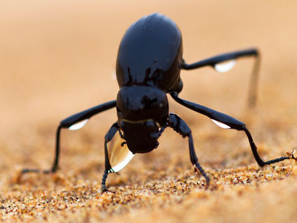 Loài bọ cánh cứng Namib Desert