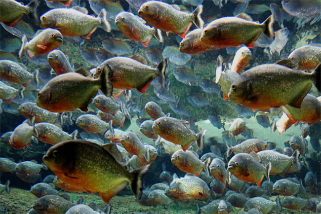 Tốc độ diệt mồi chớp nhoáng của cá ăn thịt piranha