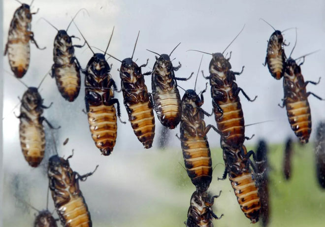 Các nhà khoa học muốn dùng gián để tìm kiếm nạn nhân trong các tòa nhà bị sụp đổ