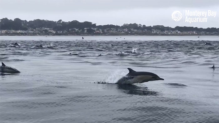 Rất hiếm khi chúng bơi thành đàn lớn để săn mồi như này.