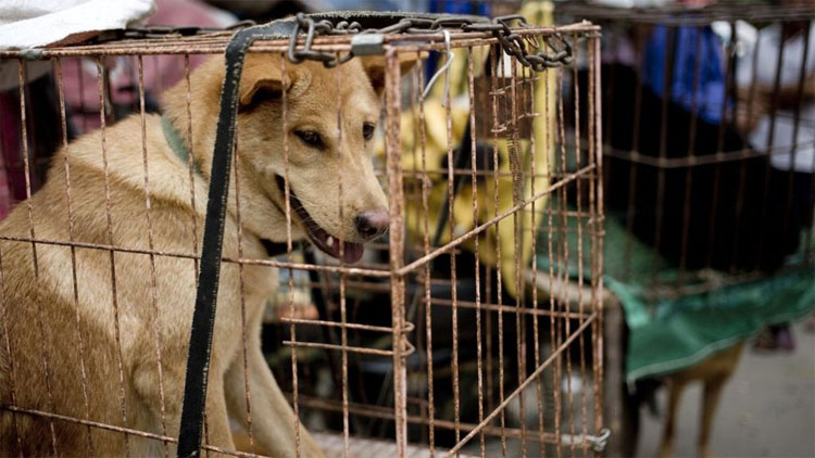Ăn thịt chó - tập tục gây tranh cãi trong lịch sử