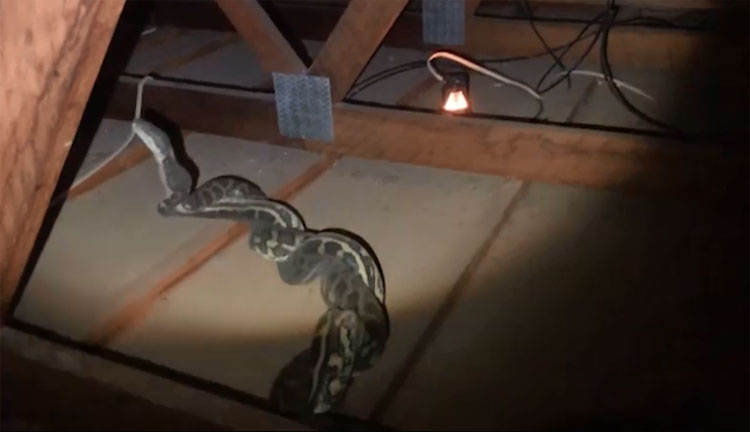 Hai con trăn đực kịch chiến trên gác mái