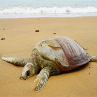Báo động khẩn: Hơn 60% loài rùa trên hành tinh sắp bị tuyệt chủng