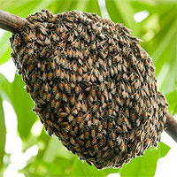 Các cụm ong mật vượt qua việc bị gió thổi bằng cách nào?