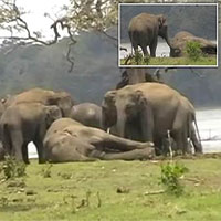 Kinh ngạc cảnh 300 con voi khóc thương ở "đám ma" voi đầu đàn bị giết