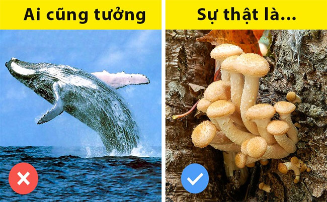 Những sự thật ai cũng tưởng là đúng nhưng hóa ra sai một cách toàn diện