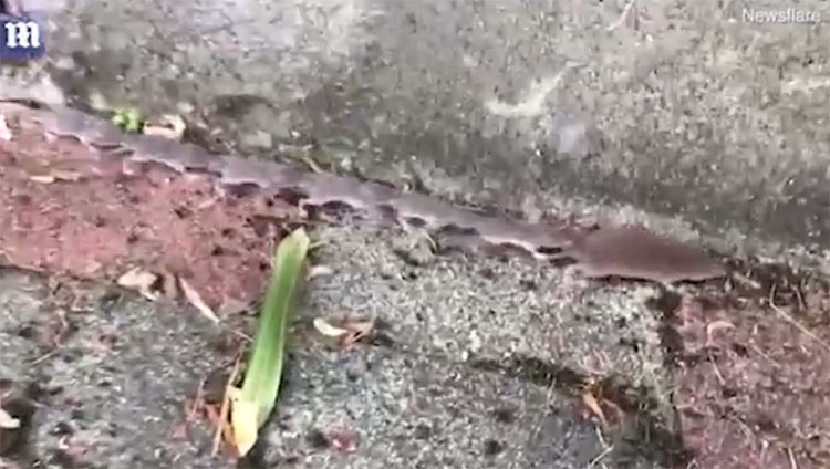 Chuột nối đuôi nhau di chuyển thẳng hàng.