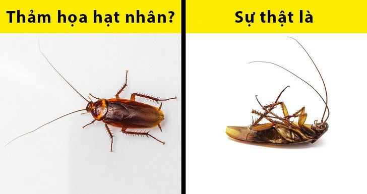 Những sự thật ai cũng tưởng là đúng nhưng hóa ra sai một cách toàn diện