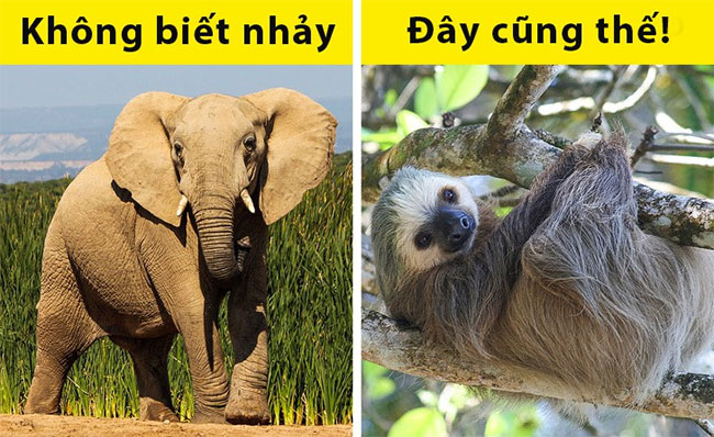 Những sự thật ai cũng tưởng là đúng nhưng hóa ra sai một cách toàn diện