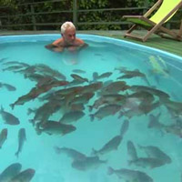 Liều mạng xuống hồ bơi với 100 con "cá ăn thịt người" Piranha bị bỏ đói