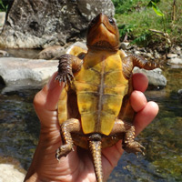 Loài rùa quý hiếm ở Việt Nam: Không rụt được cổ nhưng có thể trèo cây phăm phăm