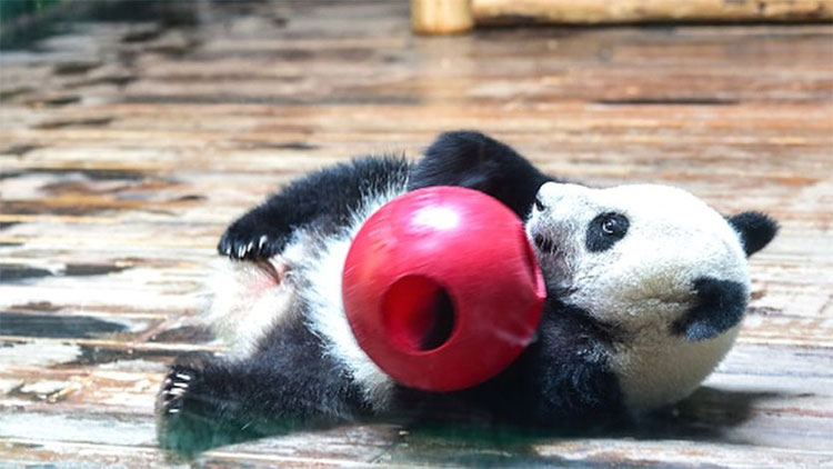 Gấu trúc khổng lồ có thể phân biệt nhau qua tiếng kêu