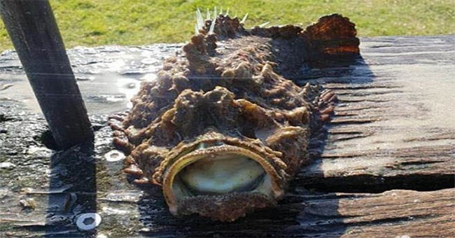 Câu được cá dị, thiếu niên hết hồn phát hiện sự thực hãi hùng