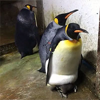 Cặp cánh cụt đồng tính âm mưu "bắt cóc" cánh cụt con về nuôi