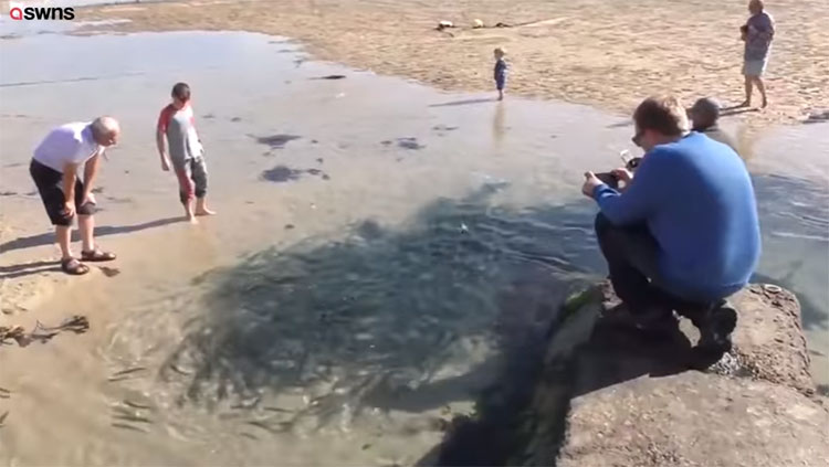  Nhiều người cho rằng có thể do cá heo truy đuổi nên chúng đã bơi vào đây.