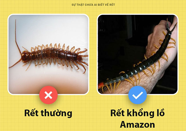 Những sự thật chưa từng có ai biết về loài rết