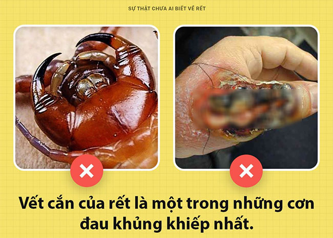 Những sự thật chưa từng có ai biết về loài rết