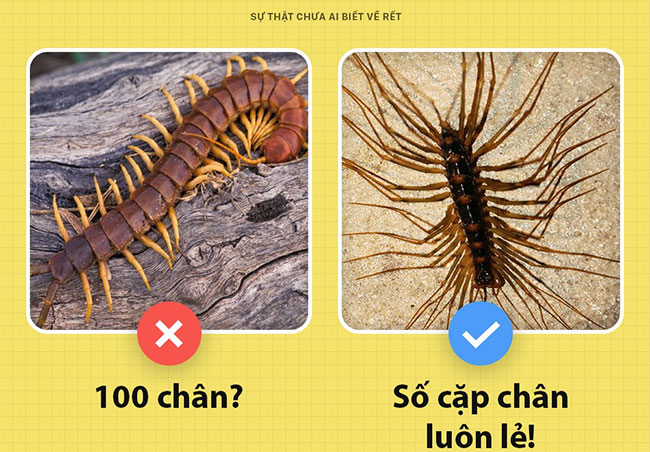 Những sự thật chưa từng có ai biết về loài rết