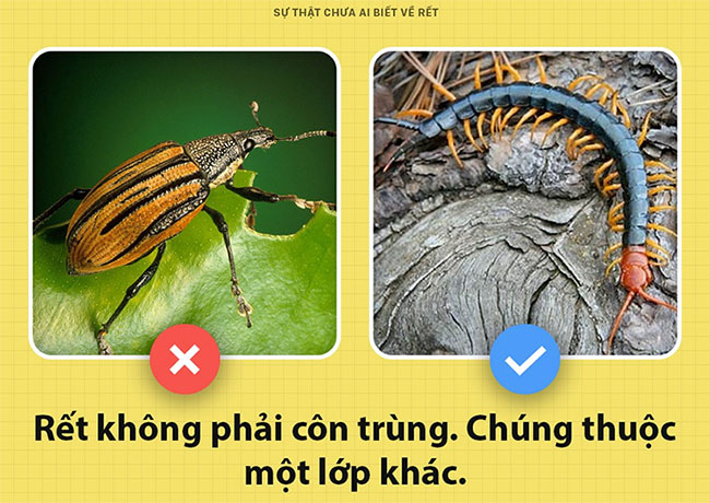 Những sự thật chưa từng có ai biết về loài rết