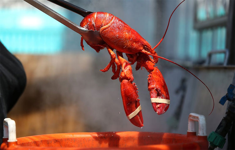 Vì sao tôm hùm Mỹ lại trở thành một trong những món ăn sang chảnh nhất thế giới?