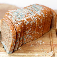 Nếu bánh mỳ bị mốc một nửa, bạn có thể ăn phần bánh còn lại chưa bị mốc không?