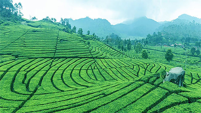 Dãy Himalaya là quê hương của giống trà quý hiếm nhất của Ấn Độ: 50 triệu mới được 1kg