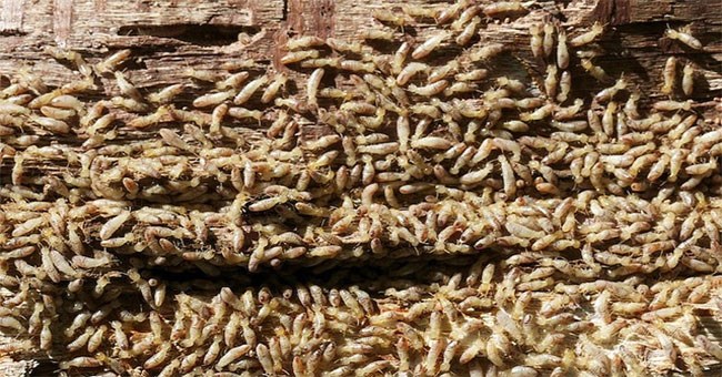 Những tổ mối khổng lồ tại Nhật Bản đang khiến khoa học phải bất ngờ vì lý do này