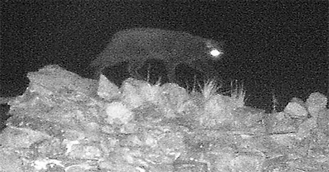 'Quái vật Cumbria" lần đầu tiên bị bắt gặp trên máy ảnh hồng ngoại