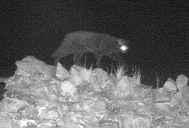 Roy Jackson tin rằng, bức ảnh hồng ngoại chụp được là về "Quái vật Cumbria".