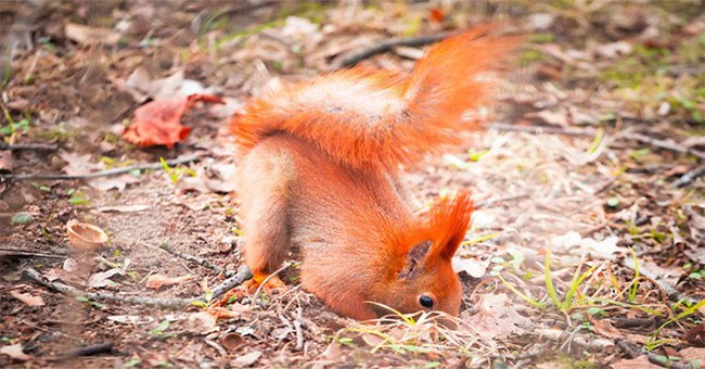 6 sự thật chứng minh thế giới động vật sẽ không khi nào khiến chúng ta thôi ngạc nhiên