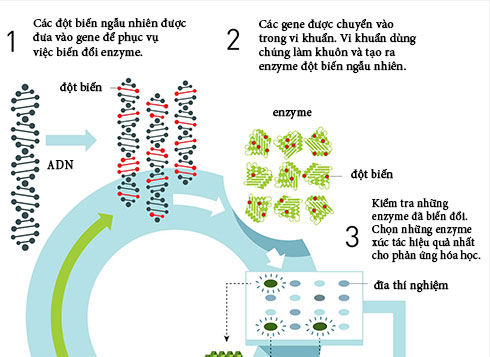 Nghiên cứu tạo ra thuốc mới giành Giải Nobel Hóa học 2018