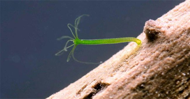 Thiên nhiên kì diệu: Đây là những sinh vật khiến bạn tin vào sự bất tử!