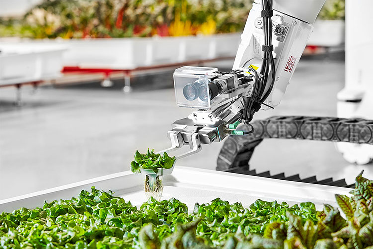 Nông trại tự động đầu tiên trên thế giới do robot quản lý