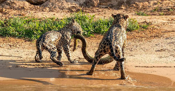 Cùng ngậm xác anaconda dài 4,8m qua sông, khi lên bờ báo con có hành động 