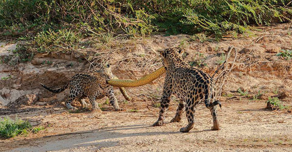 Cùng ngậm xác anaconda dài 4,8m qua sông, khi lên bờ báo con có hành động 