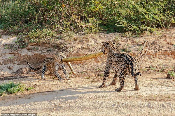 Cùng ngậm xác anaconda dài 4,8m qua sông, khi lên bờ báo con có hành động 