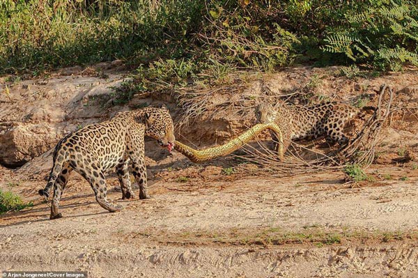 Cùng ngậm xác anaconda dài 4,8m qua sông, khi lên bờ báo con có hành động 