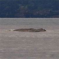 Vật thể giống quái vật Loch Ness lướt trên mặt hồ Canada