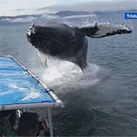 Cá voi bay trên mặt nước, suýt rơi trúng thuyền chở khách